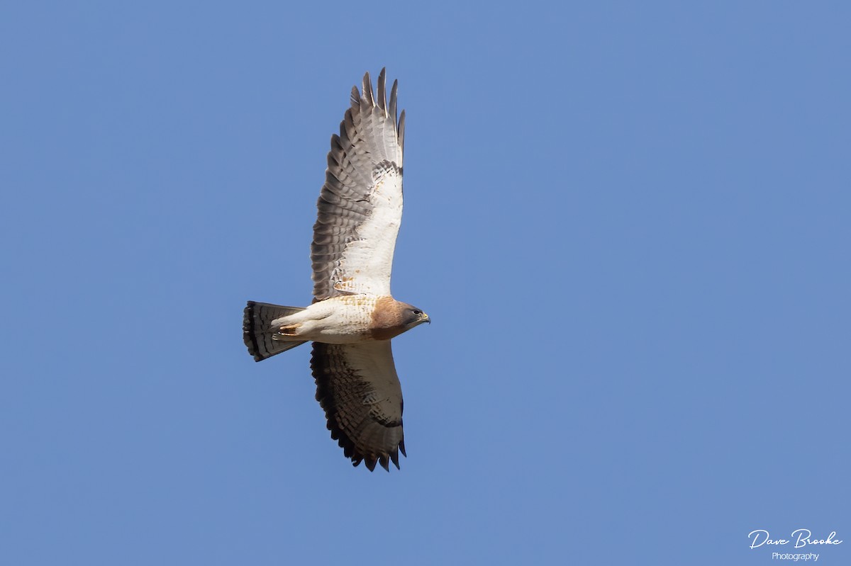 Swainson's Hawk - ML582966031