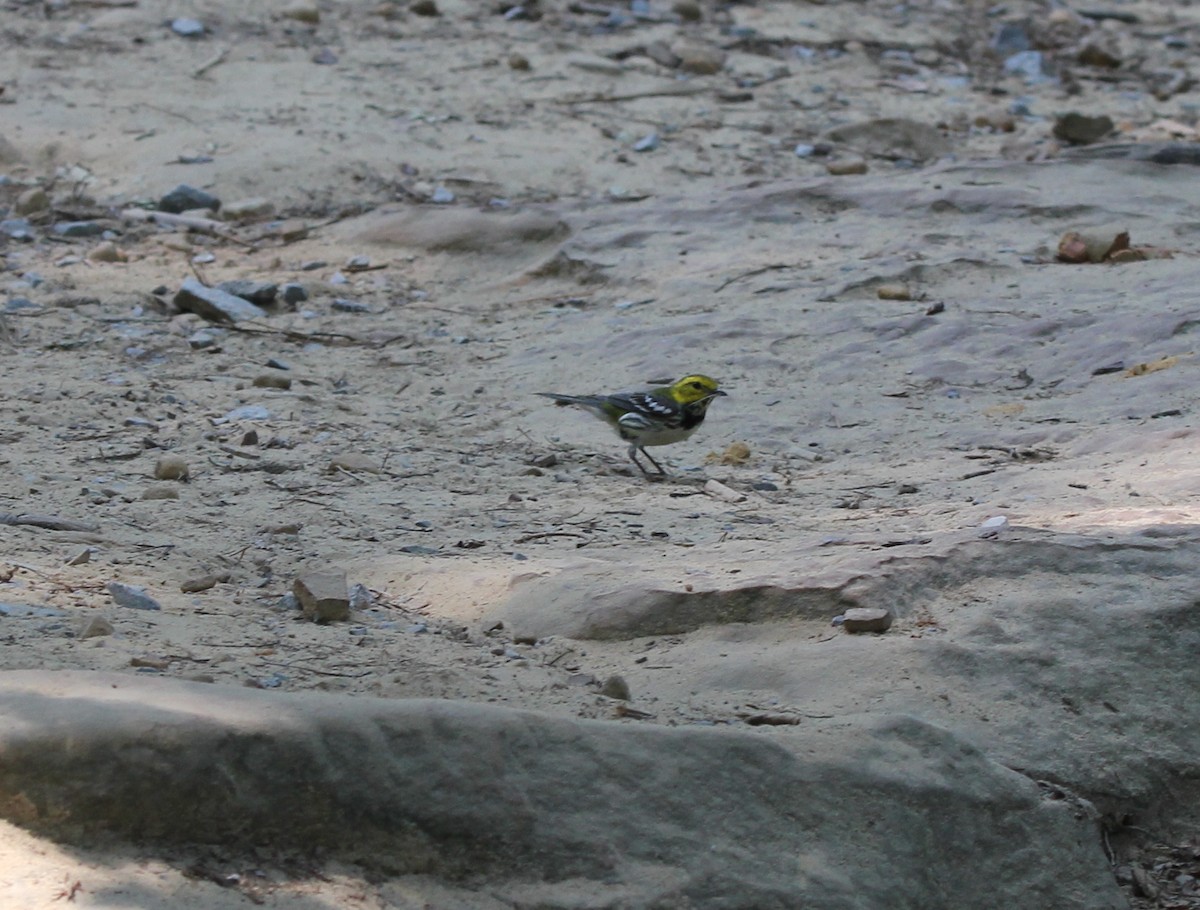 Black-throated Green Warbler - Homer Trecartin