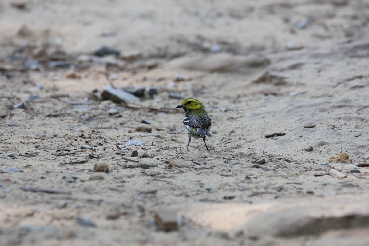 Black-throated Green Warbler - ML582967891