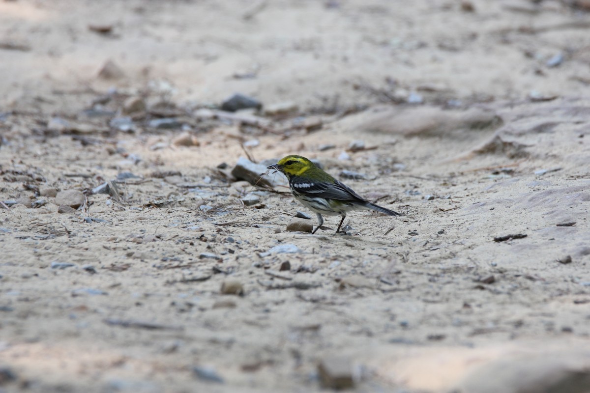 Black-throated Green Warbler - Homer Trecartin