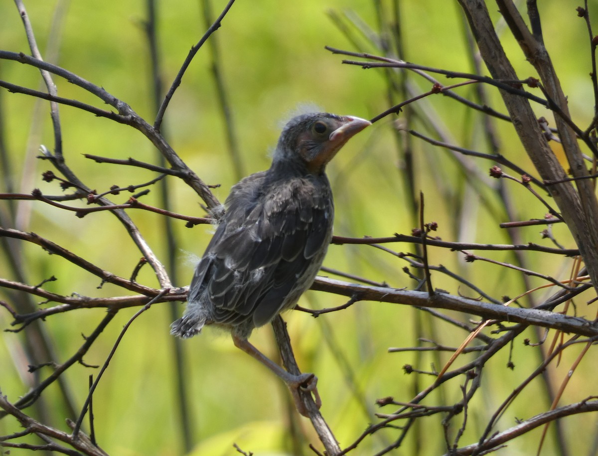 Brown-headed Cowbird - ML582967961