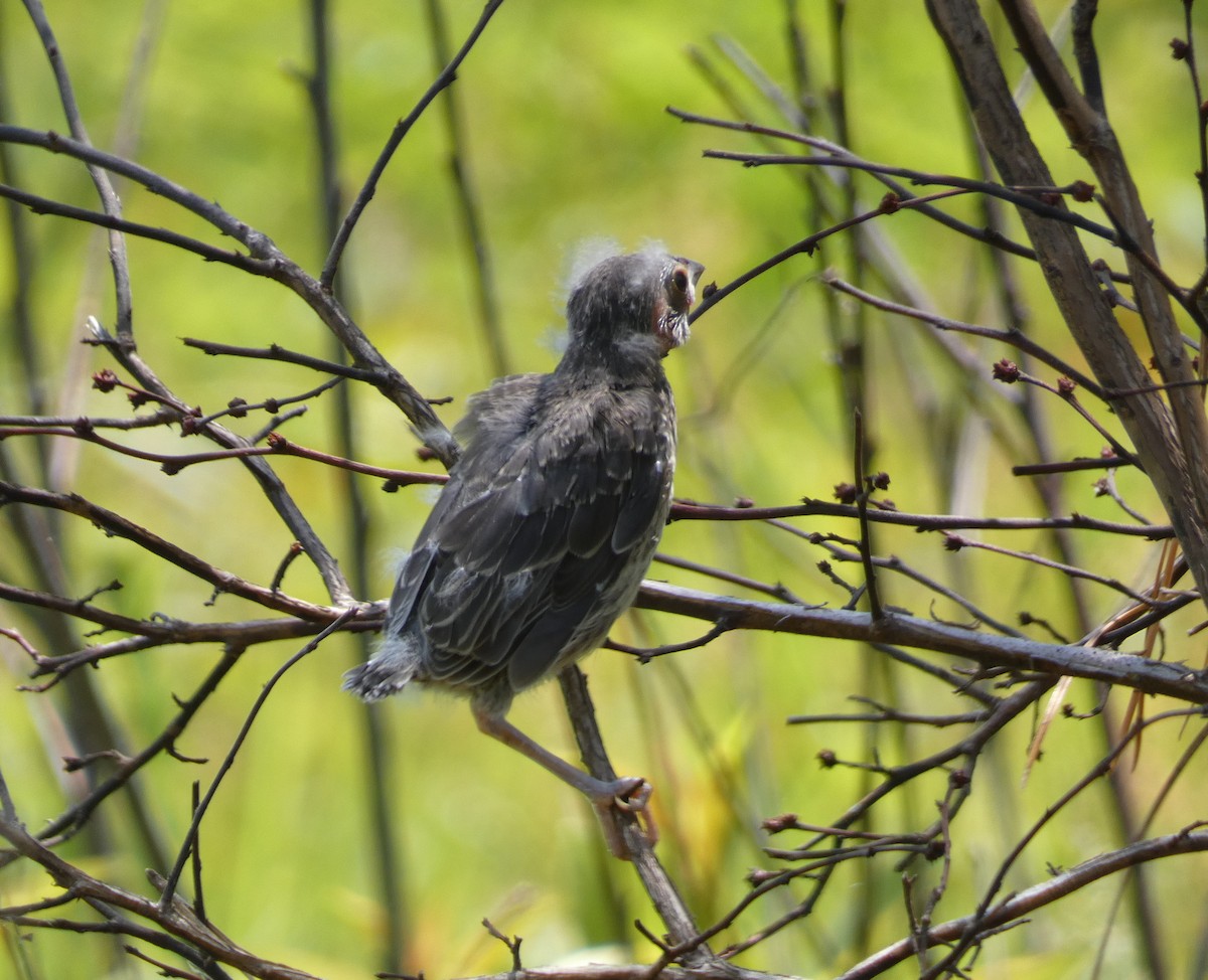 Brown-headed Cowbird - Nicholas Sly