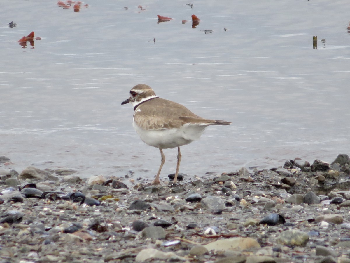 Killdeer - ML582967981