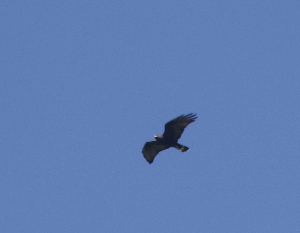 Zone-tailed Hawk - ML582968001