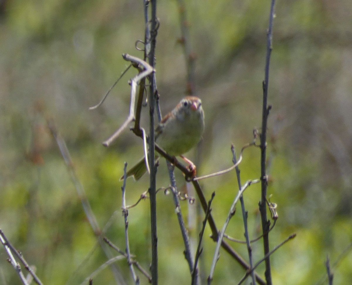 Field Sparrow - ML582968011