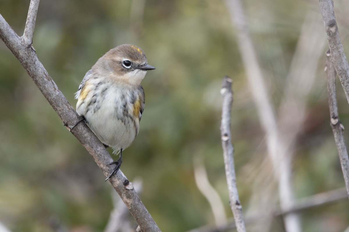 Yellow-rumped Warbler - ML582968091