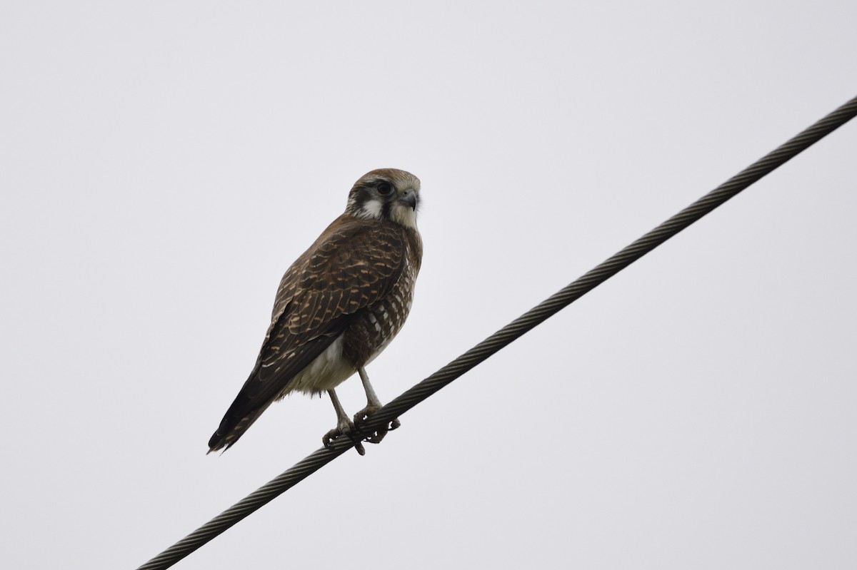 Brown Falcon - Ken Crawley