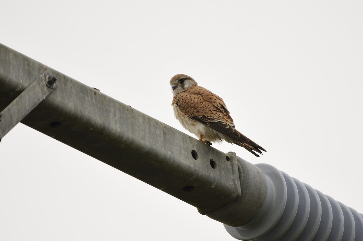 Nankeen Kestrel - Ken Crawley