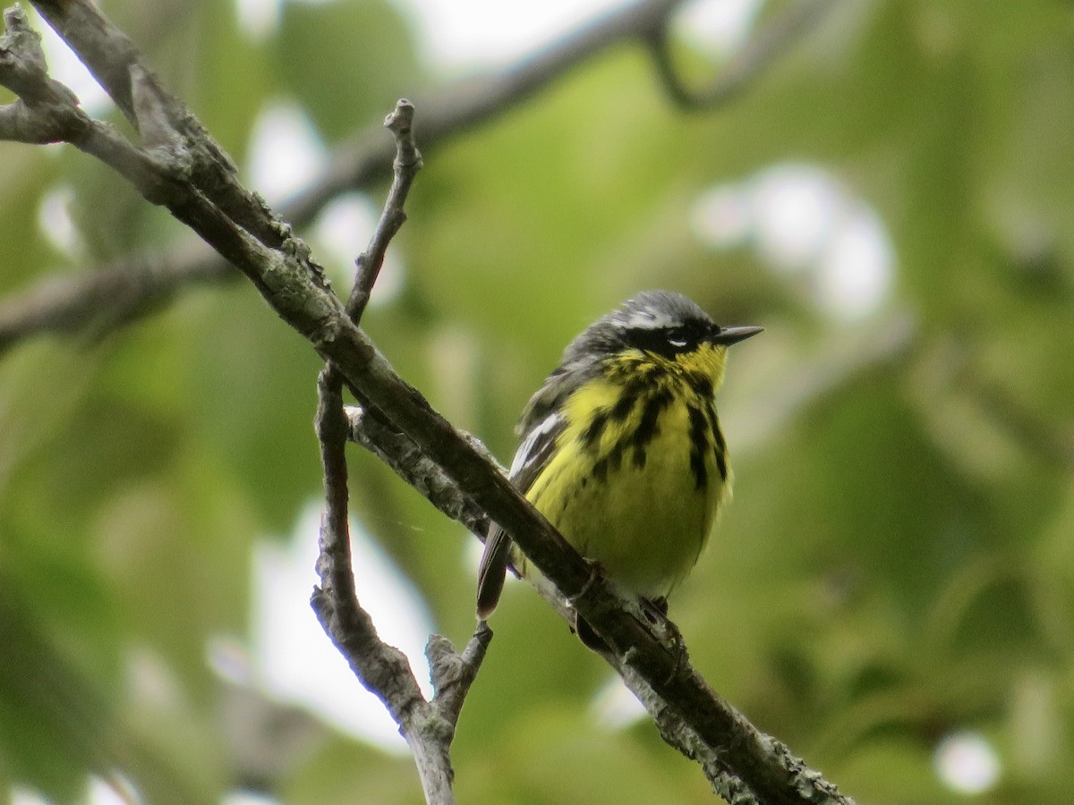 Magnolia Warbler - Christine Cote