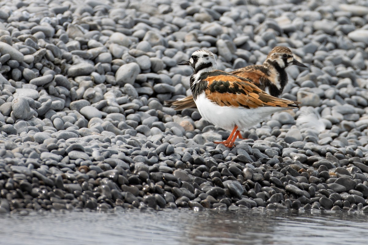 Ruddy Turnstone - ML582970061