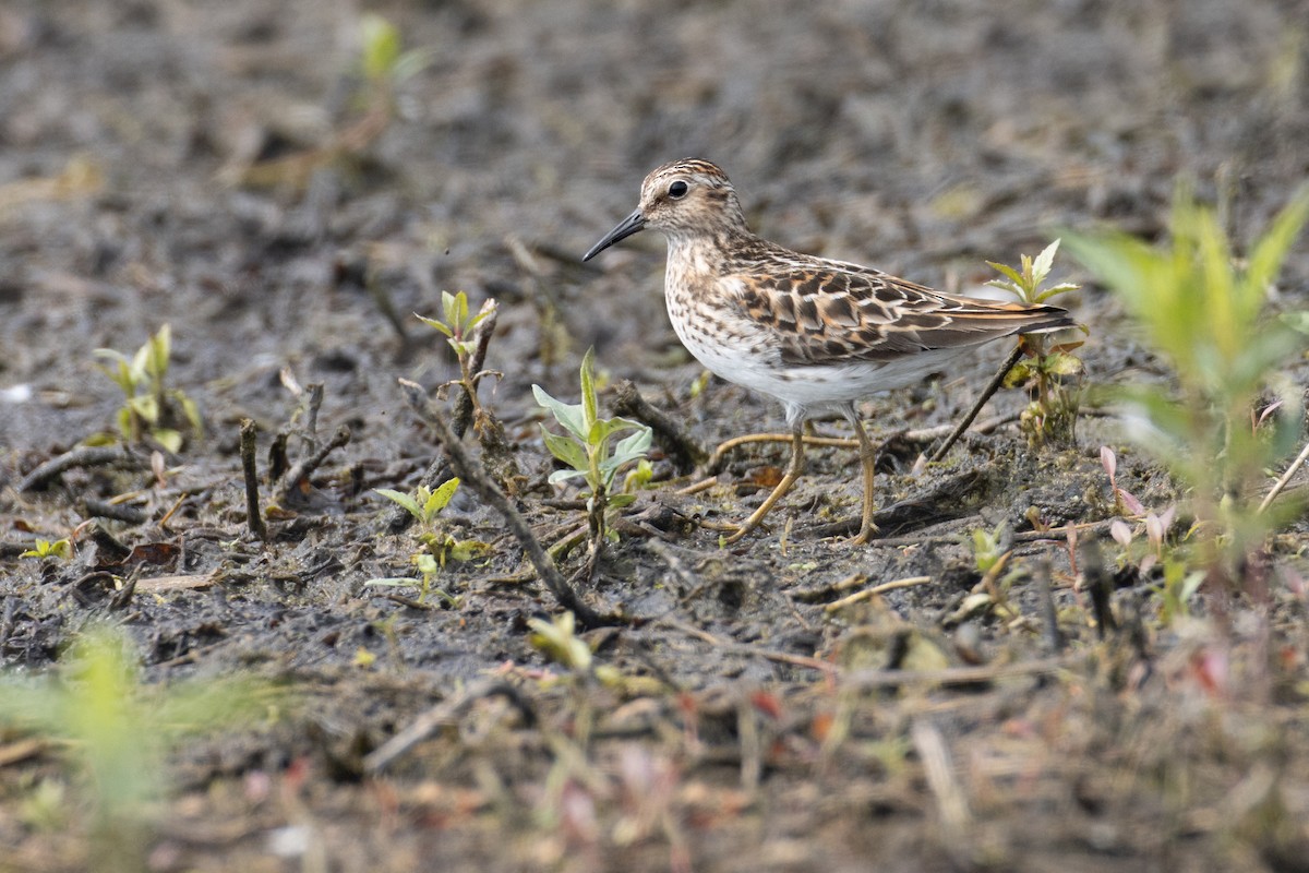 Least Sandpiper - ML582970371