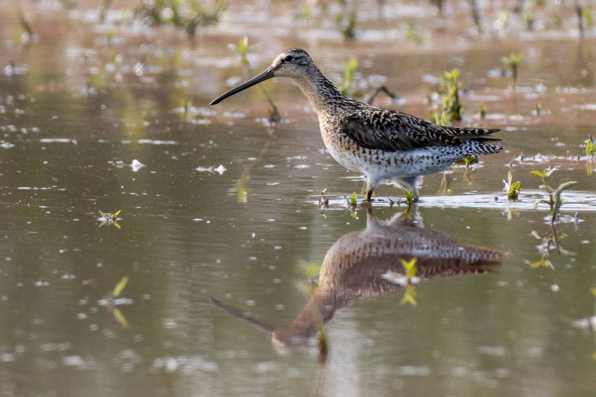 Short-billed Dowitcher - Paul Jones