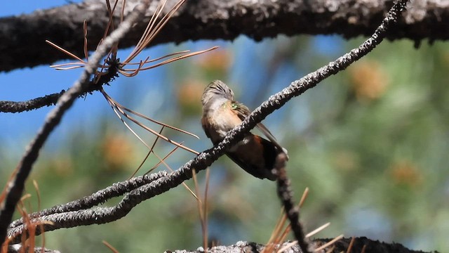 Broad-tailed Hummingbird - ML582970501