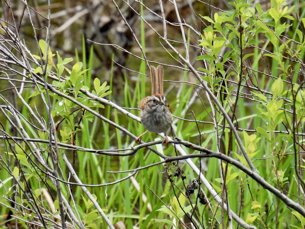 Swamp Sparrow - ML582971401