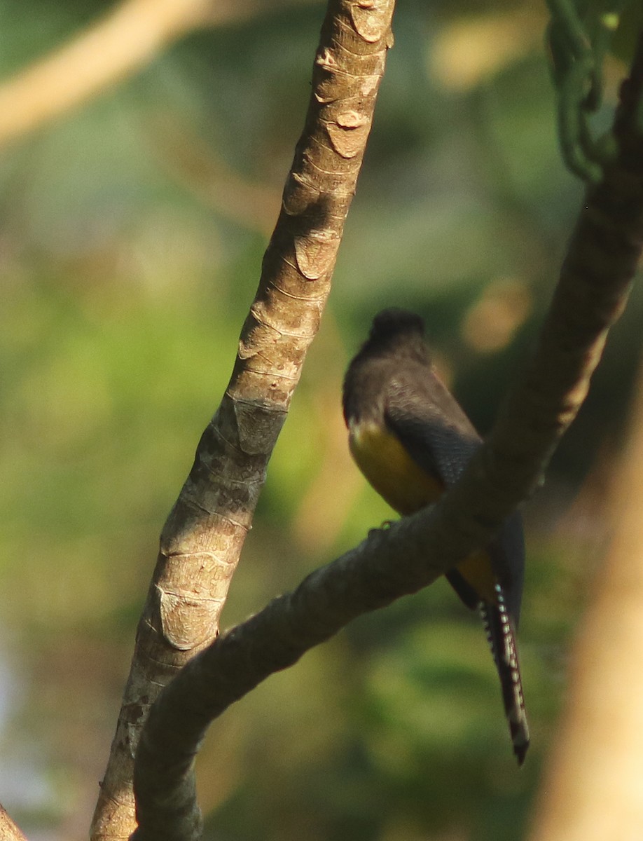 Trogon à tête noire - ML582971881