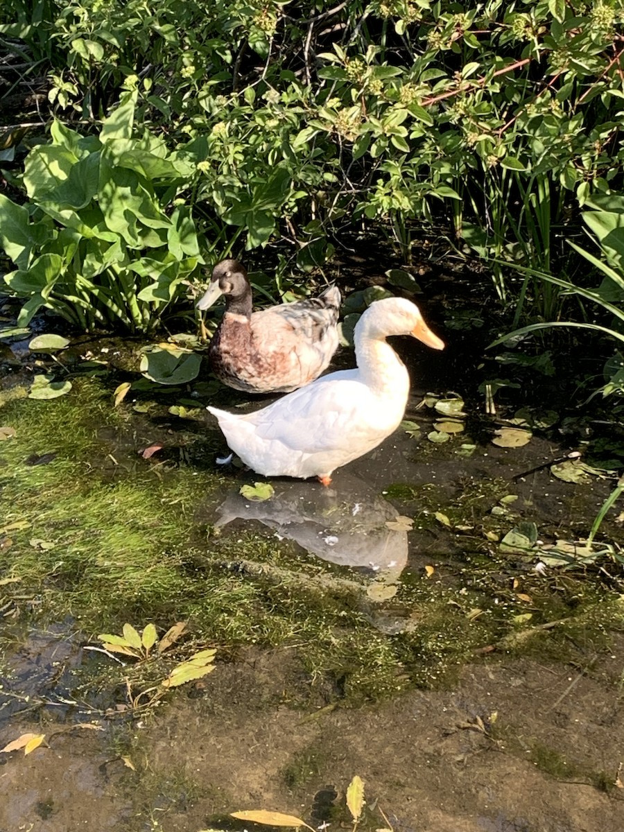 Mallard (Domestic type) - ML582971981