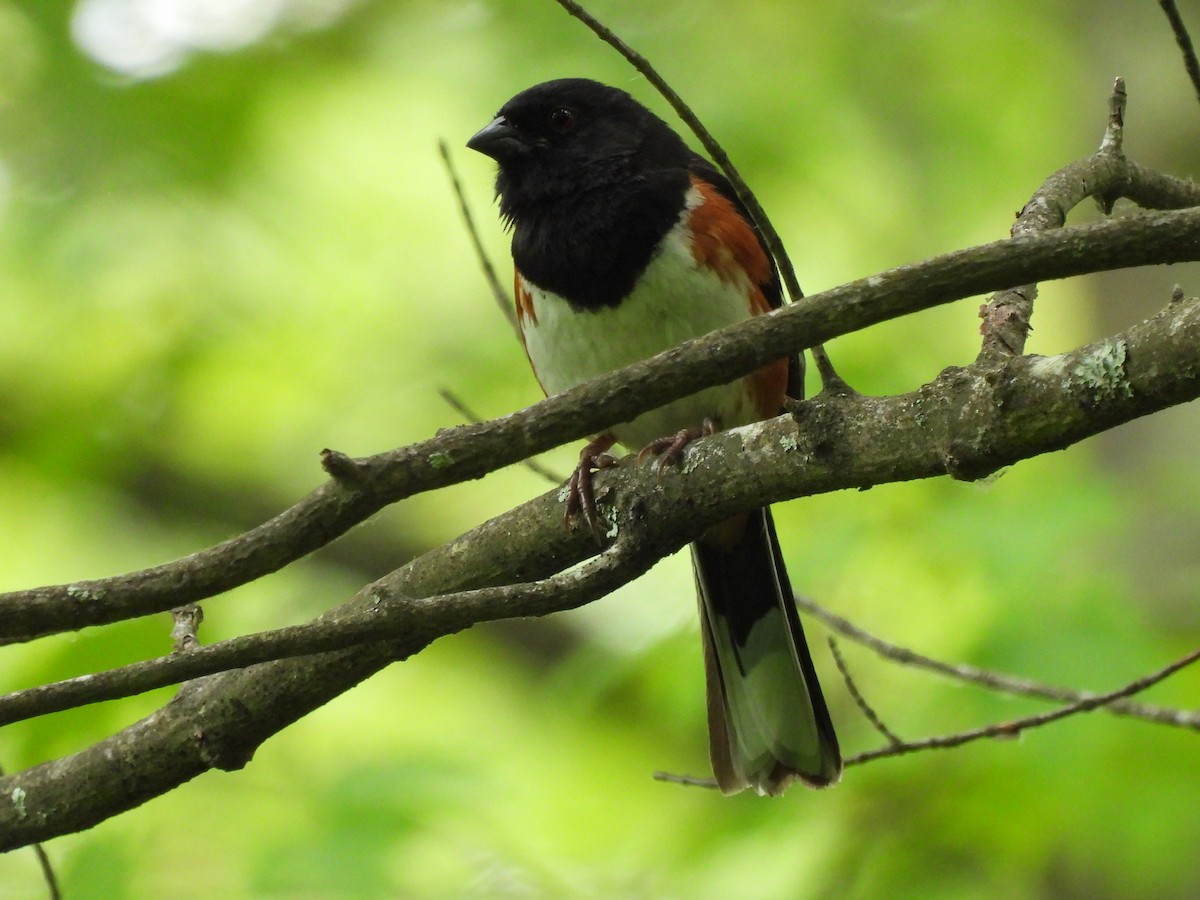 Eastern Towhee - ML582972981