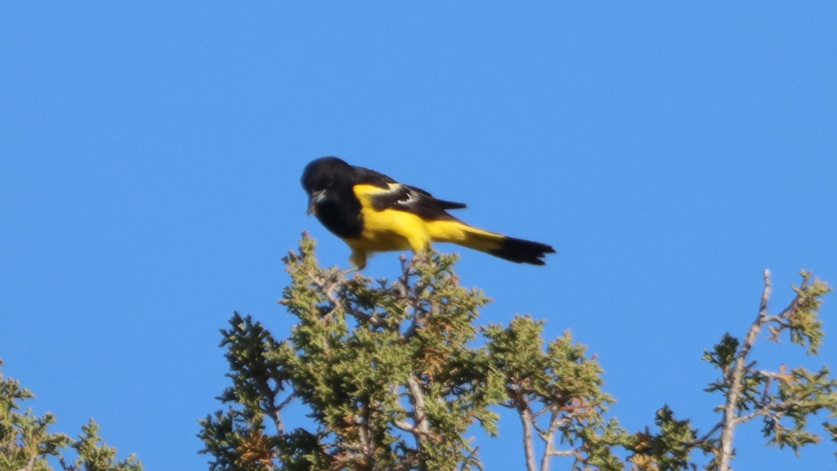 Scott's Oriole - Bez Bezuidenhout