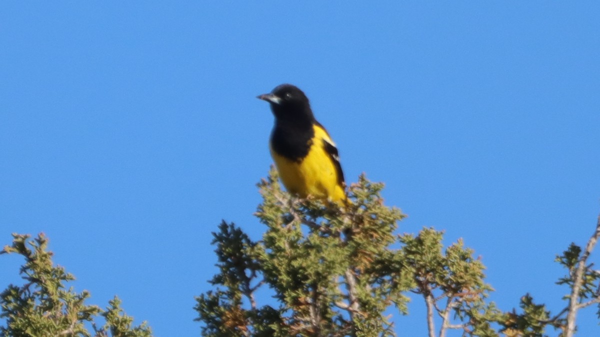 Scott's Oriole - Bez Bezuidenhout