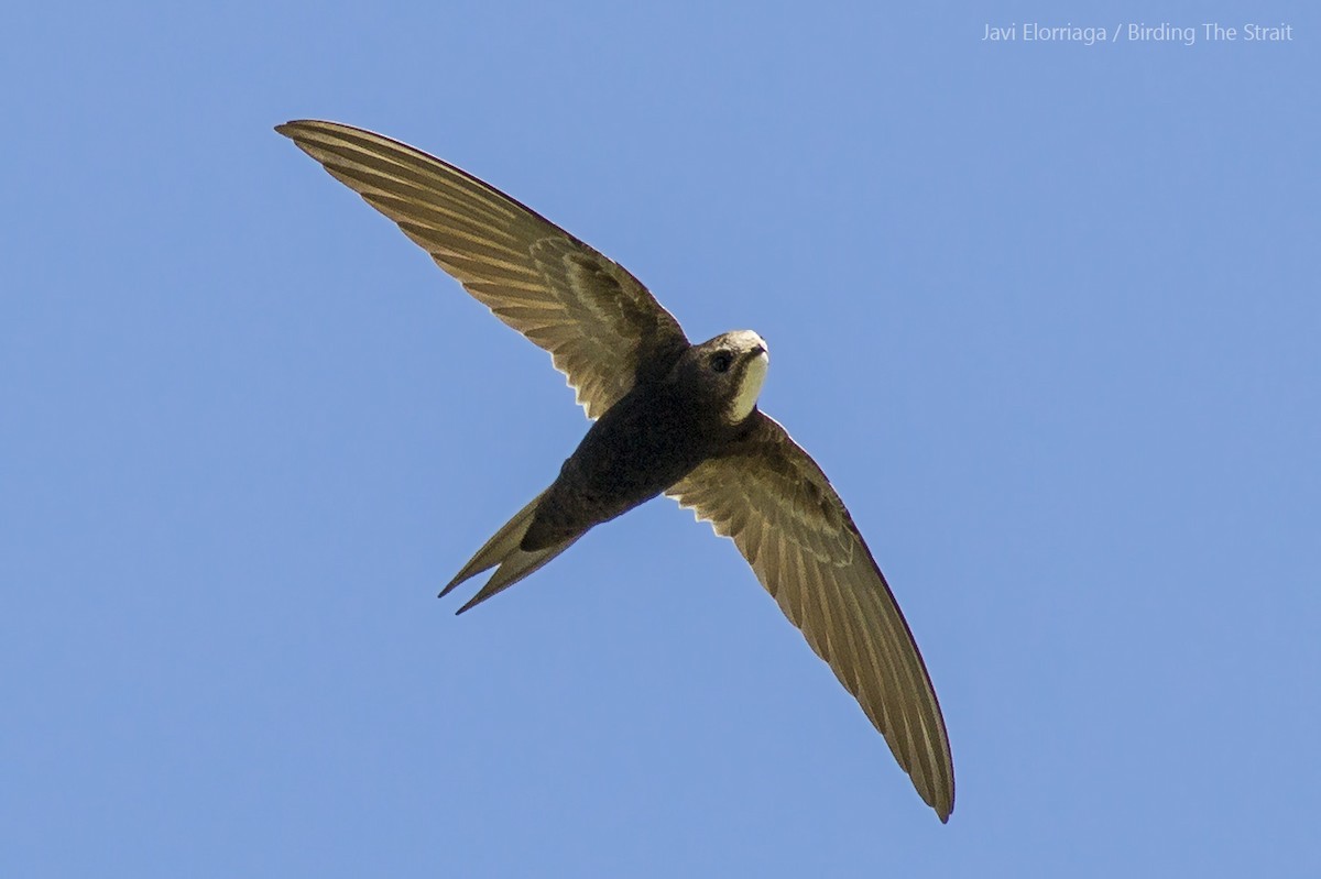 White-rumped Swift - ML58297481