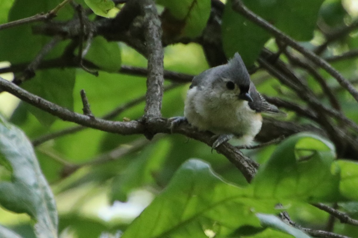 Tufted Titmouse - ML582976461