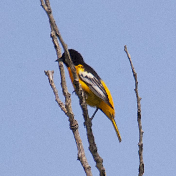 Baltimore Oriole - ML582976561