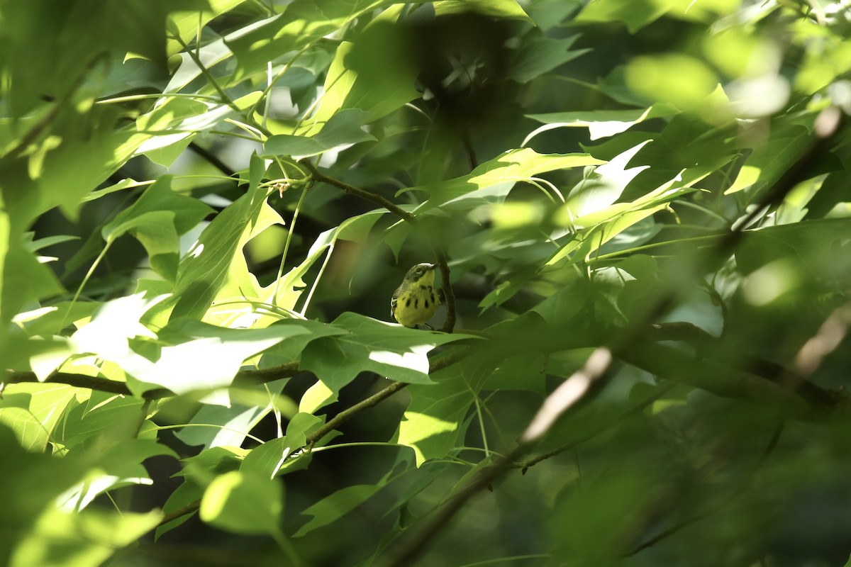 Magnolia Warbler - Bhima Aryateja