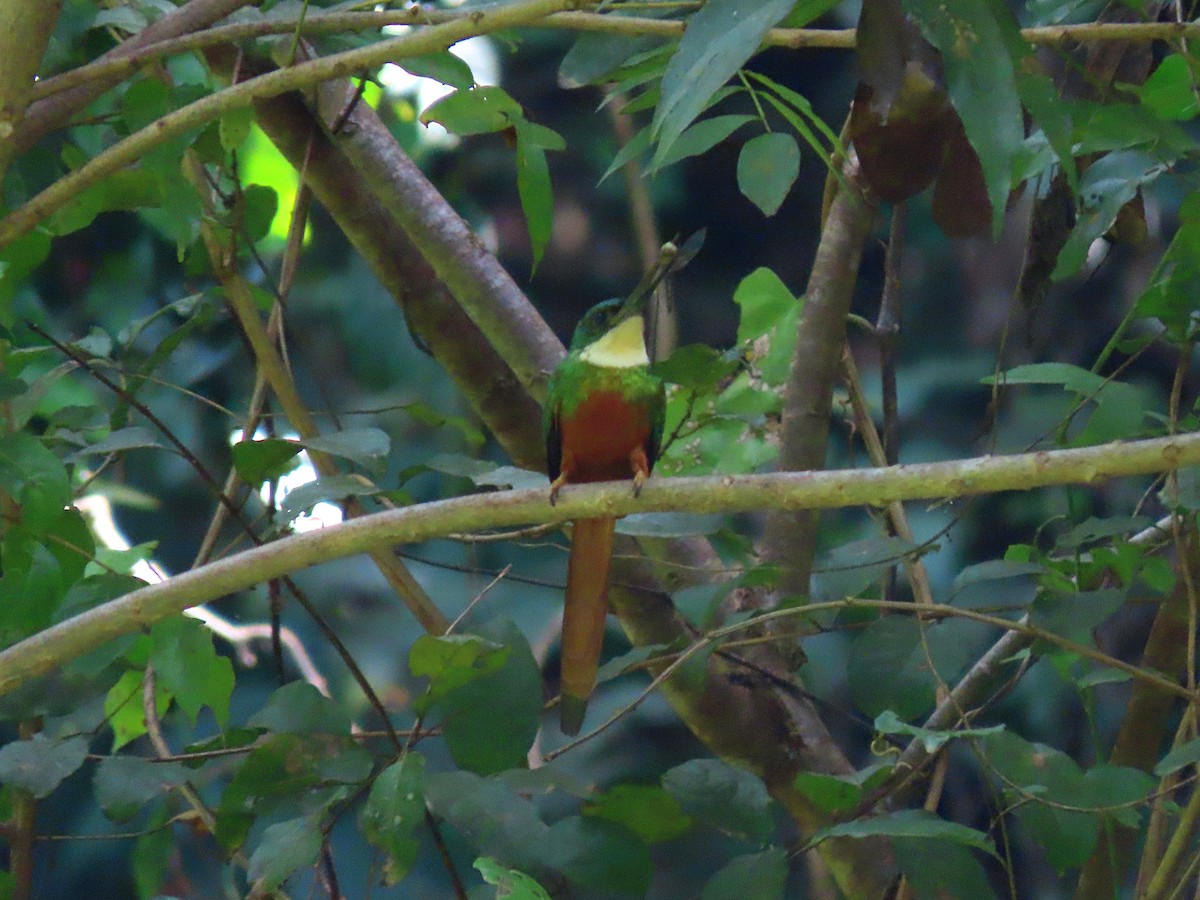 Jacamar à queue rousse - ML582979521