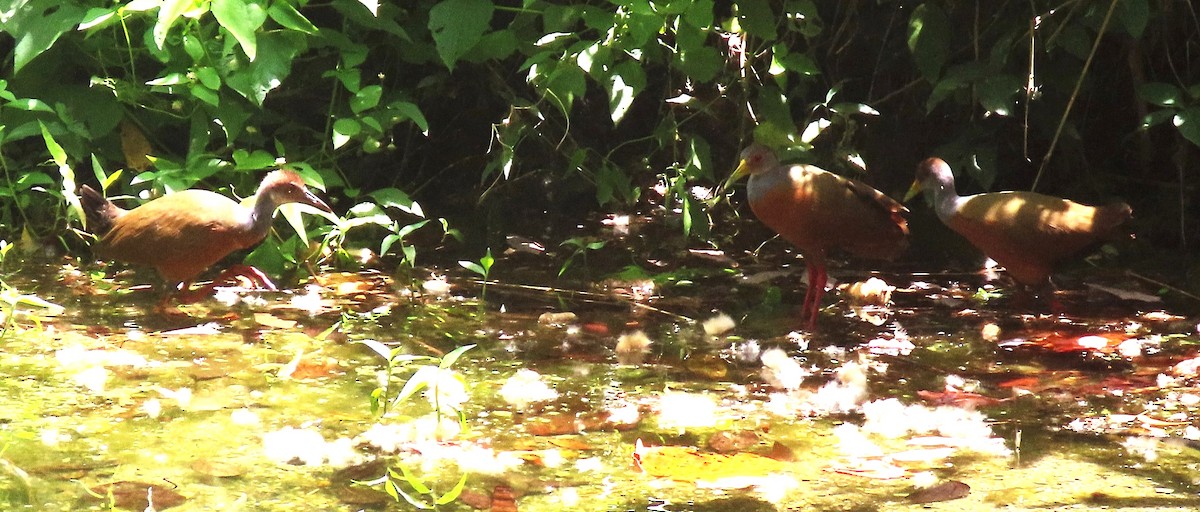 Gray-cowled Wood-Rail - Manuel Pérez R.