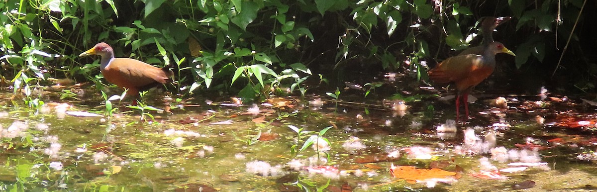 Gray-cowled Wood-Rail - ML582979751