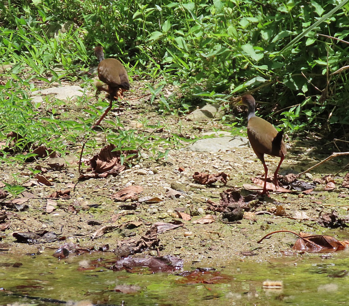 Gray-cowled Wood-Rail - Manuel Pérez R.