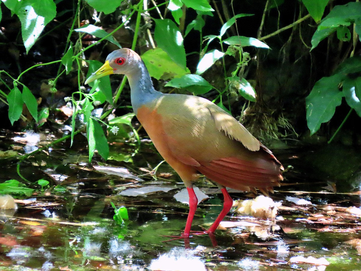 Gray-cowled Wood-Rail - Manuel Pérez R.