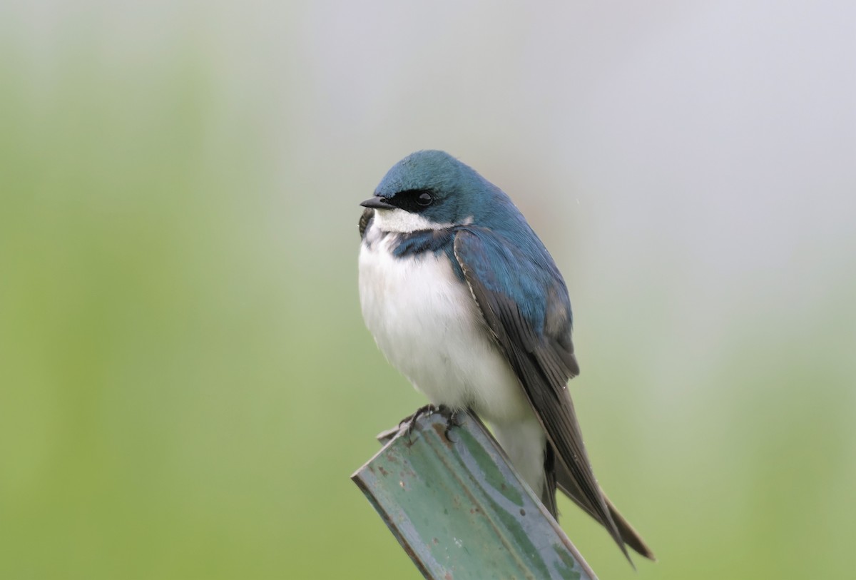 Tree Swallow - ML582980101