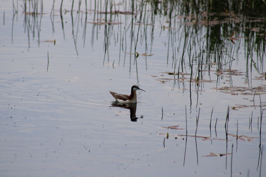 Wilson's Phalarope - Allan Wylie