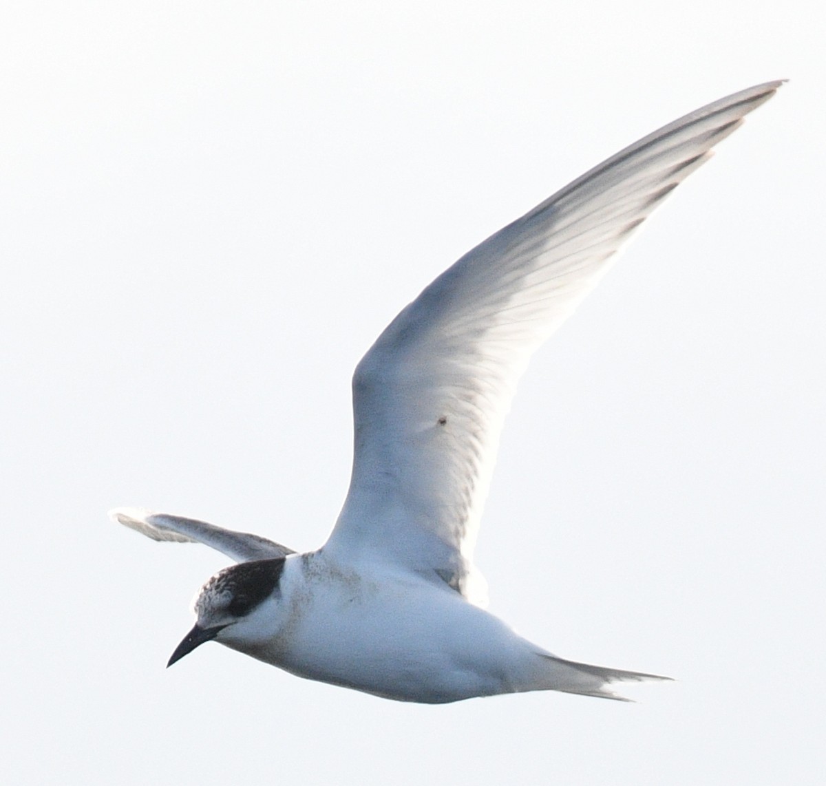 Antarctic Tern - ML582982041