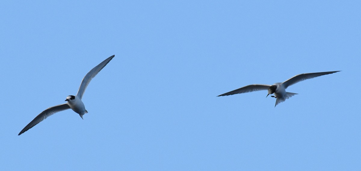 Antarctic Tern - ML582982051