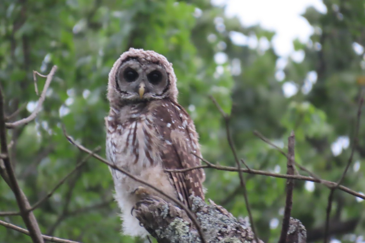 Barred Owl - Jon Selle