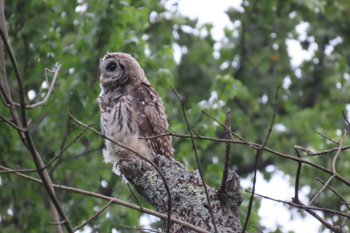 Barred Owl - Jon Selle