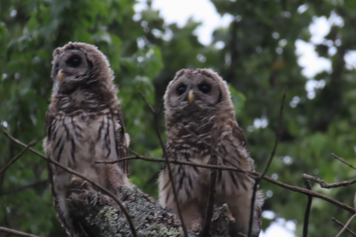 Barred Owl - Jon Selle