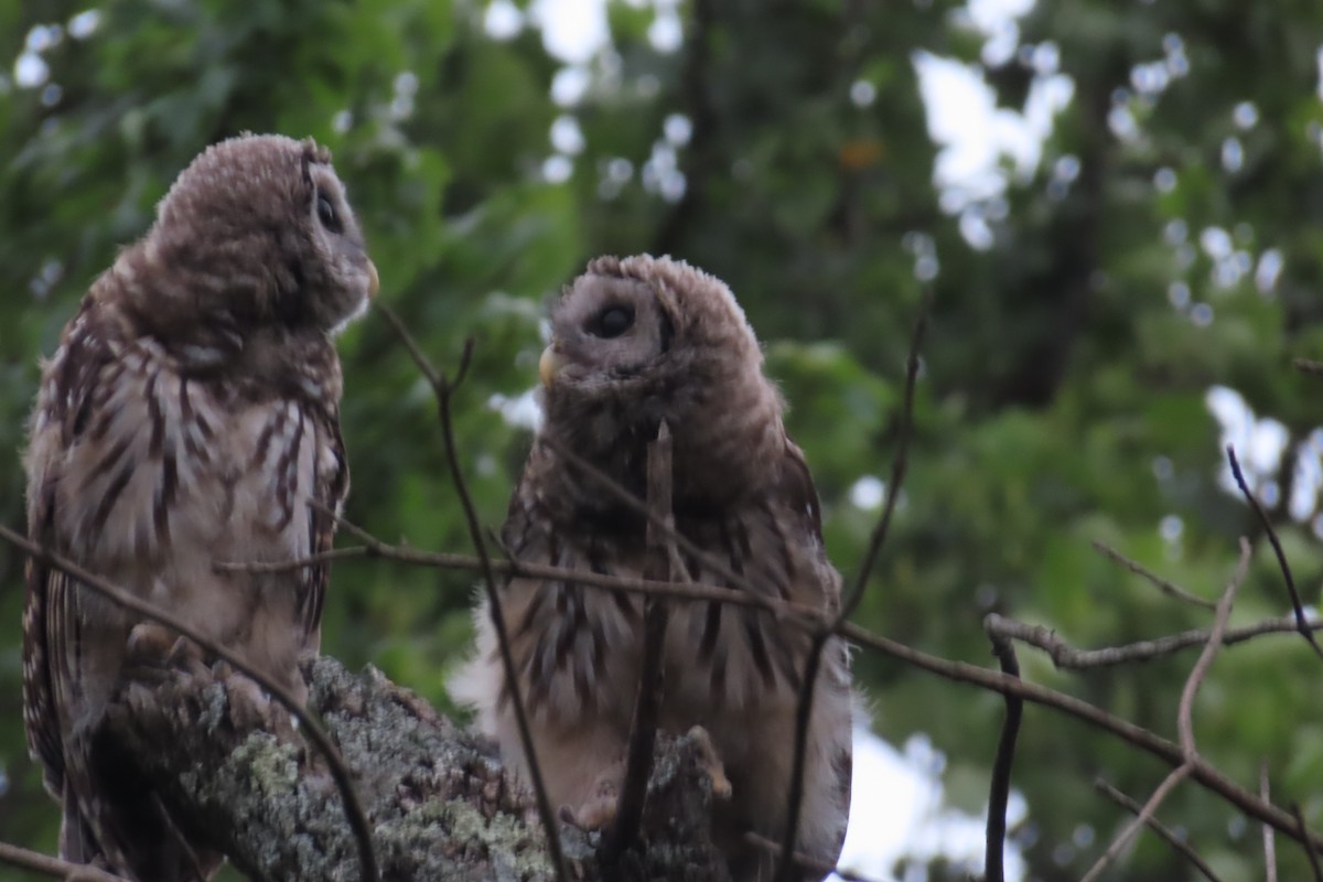 Barred Owl - Jon Selle