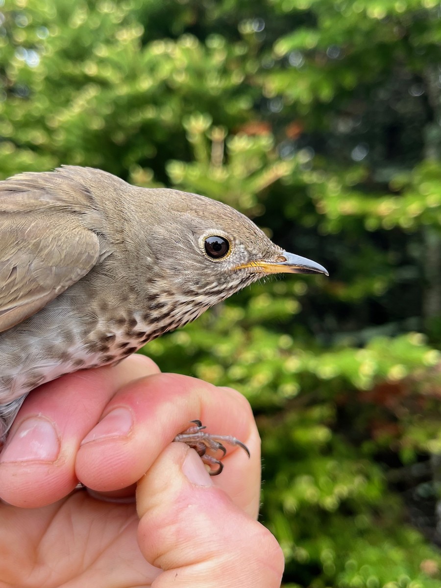 Gray-cheeked Thrush - ML582984951