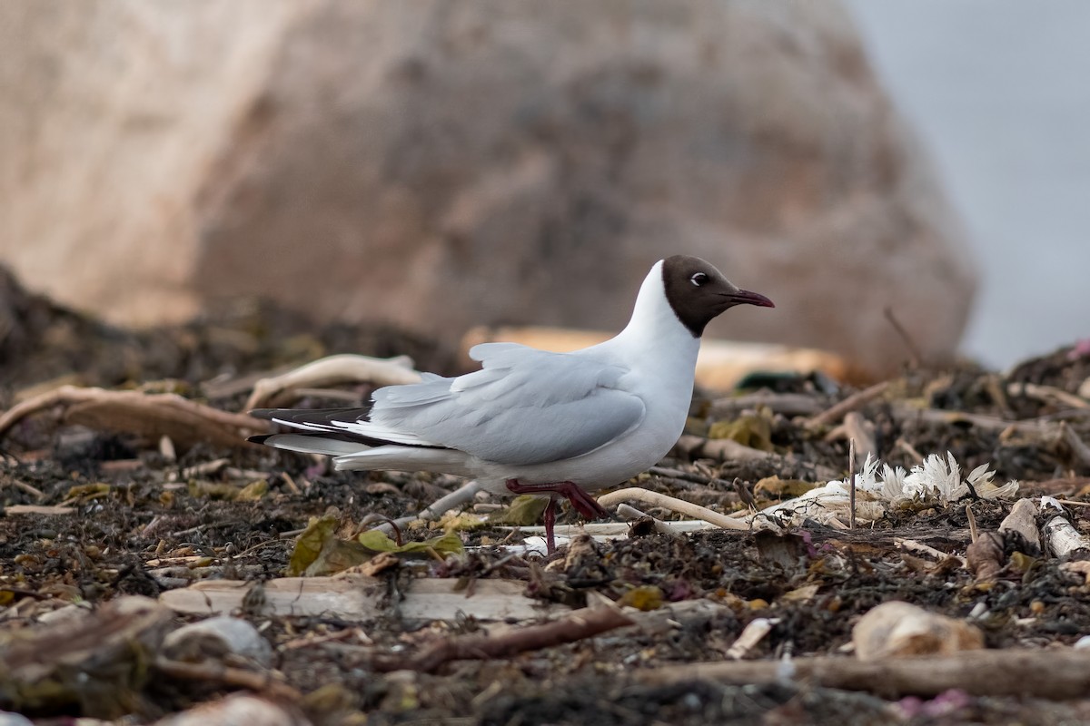 Black-headed Gull - ML582985371