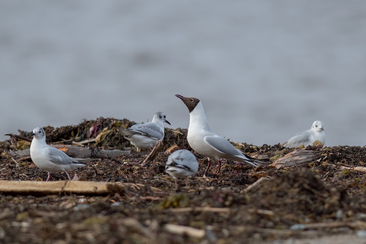 Black-headed Gull - ML582985381