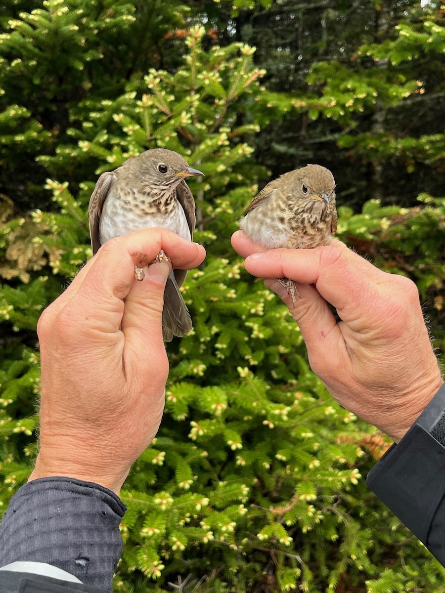 Gray-cheeked Thrush - ML582985551