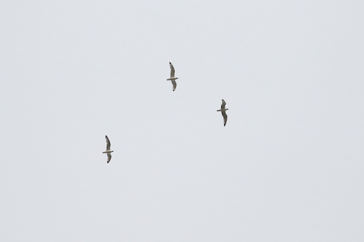 Franklin's Gull - ML582986511