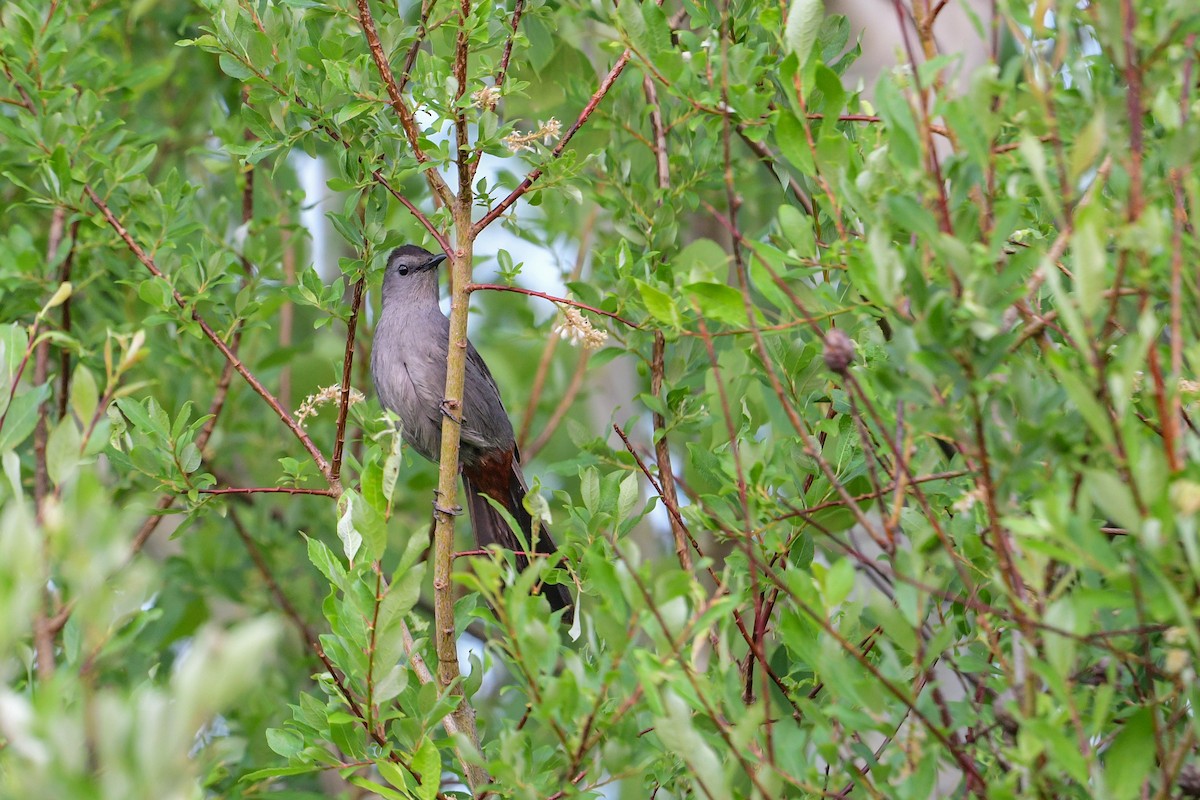 Gray Catbird - ML582986551