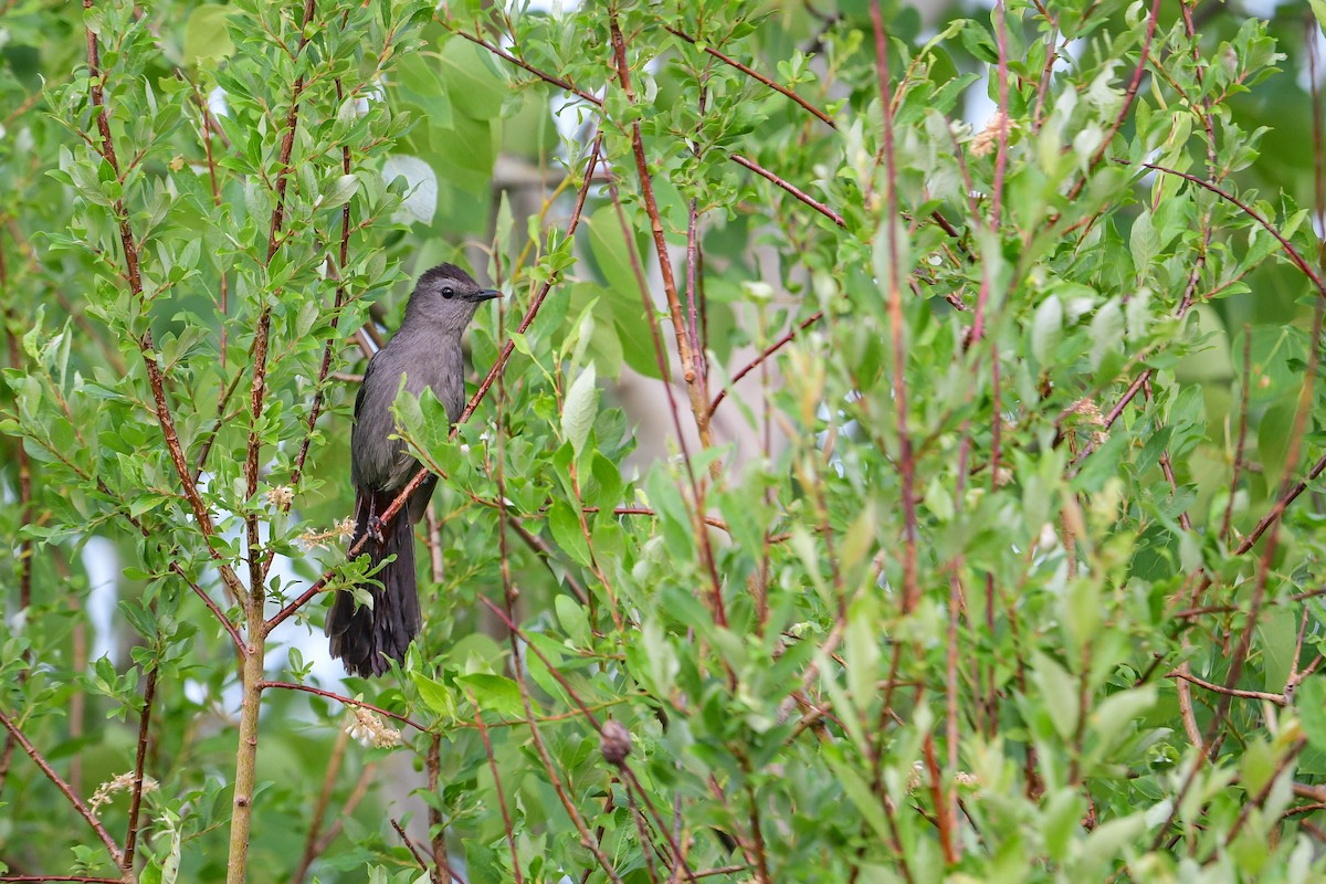 Gray Catbird - ML582986561