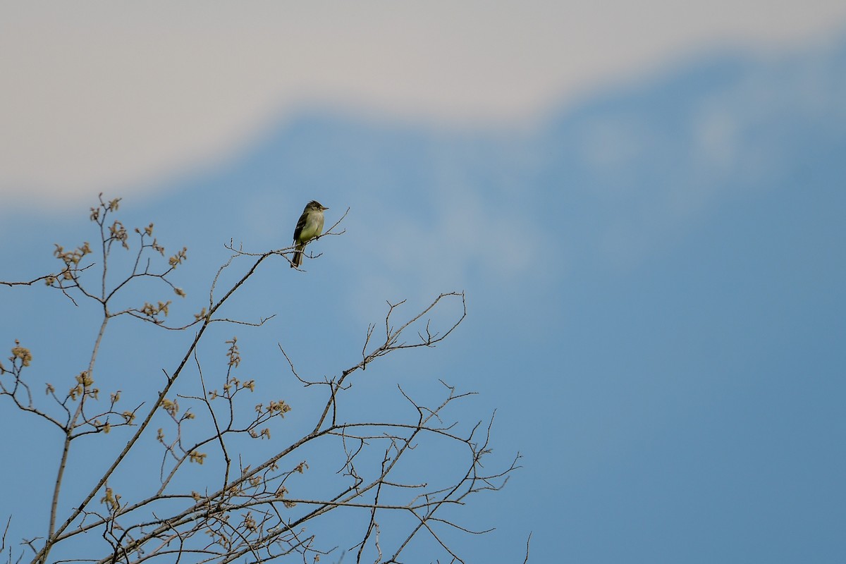 Willow Flycatcher - ML582986601