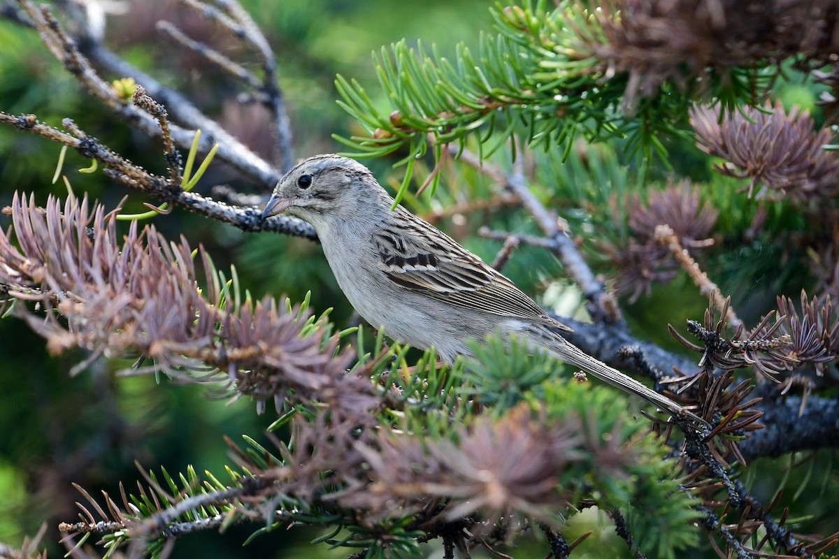 Brewer's Sparrow (taverneri) - Raphaël Nussbaumer