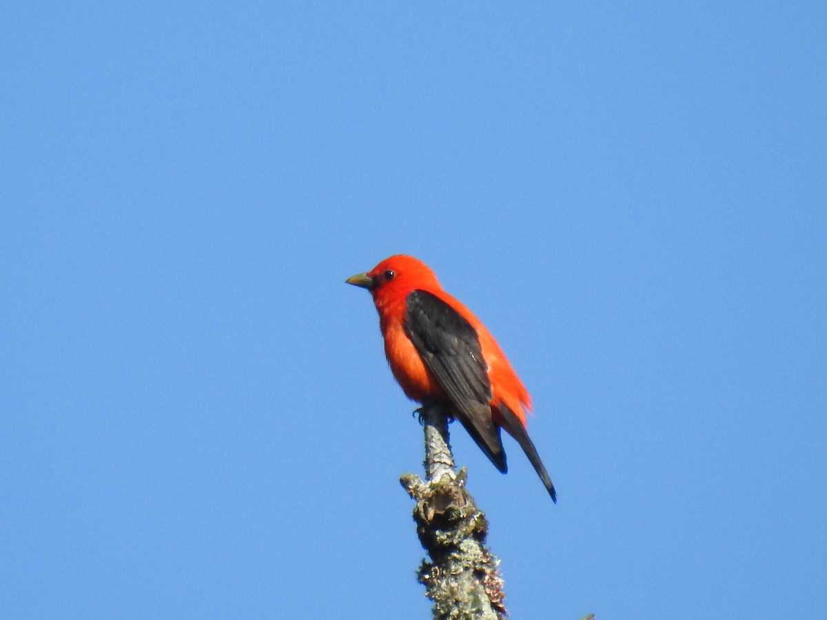 Scarlet Tanager - James Holsinger